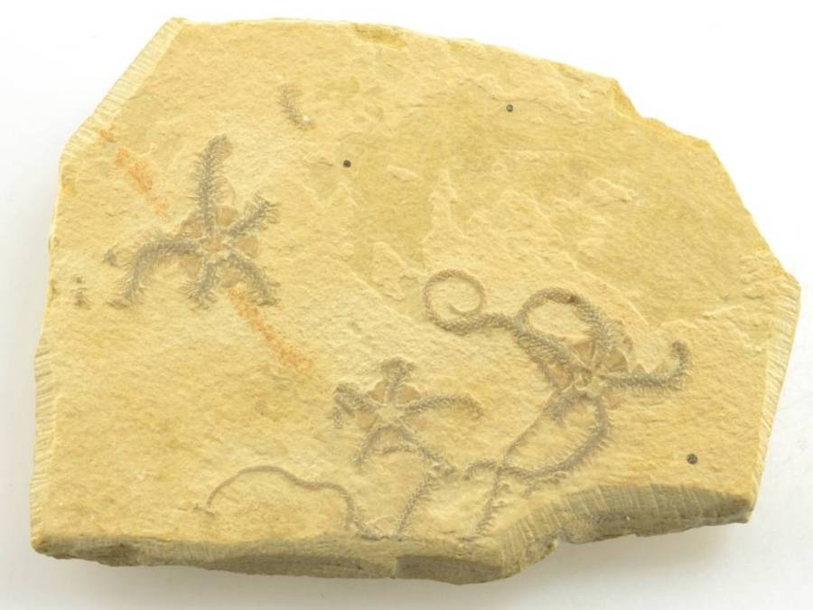 Ophiopetra-lithographica-Nemecko-Hienheim (9)